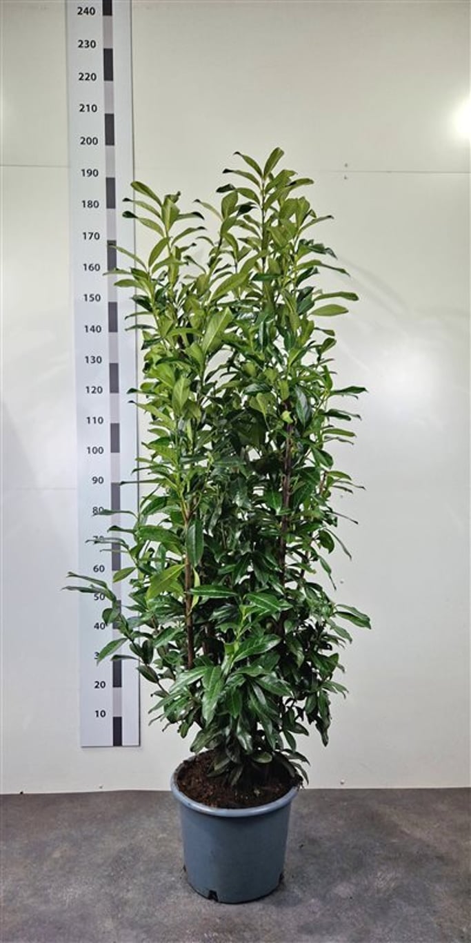 Prunus l. 'Genolia' - C20 175-200 CM